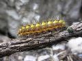 Acronicta euphorbiae